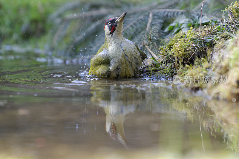 绿啄木鸟清洗(Picus viridis)